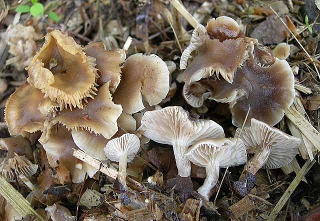 Una peziza nel sacco e altre specie primaverili